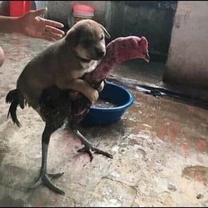 Meet your Posher, Christian